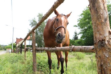 Beautiful horse in paddock near fence outdoors