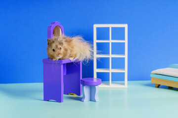 Obraz premium A gray long-haired Syrian hamster sits on a toy table and looks frightenedly to the side.