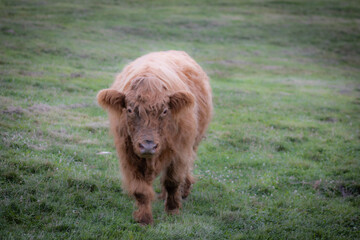 Fototapeta premium highland cow in a pasture