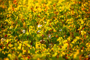 The cotton plant is grown in the field for industrial purposes. Close-up cotton flower in the light of the setting sun. Background with copy space and place for text.