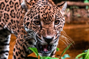 Closeup shot of an Amazonian jaguar with an open mouth and blurred background