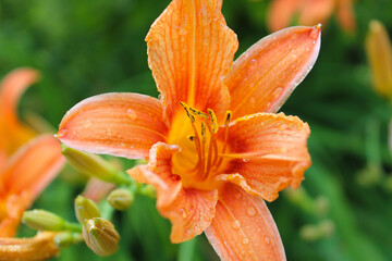 orange lily in the rain