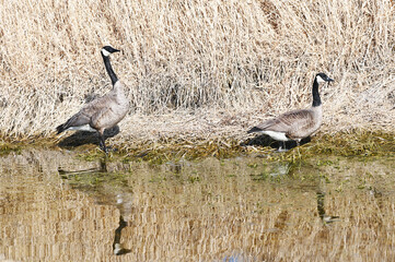 Canada Goose Couple