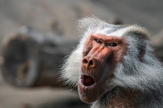 Selective Focus Of A Cute Baboon Monkey With An Amazed Face Expression In Its Habitat