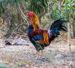 red rooster standing proud in the field