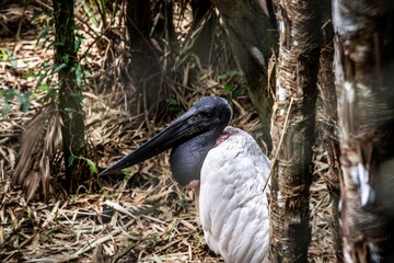 Closeup of a black-necked stork sitting on the ground among trees