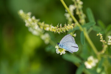 papillon sur une plante