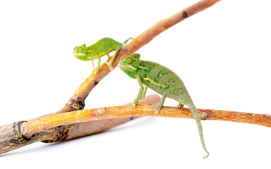 Fototapeta premium Chameleon close up. Multicolor beautiful reptile with colorful bright skin on a white background. Disguise and bright skins concept. Exotic tropical pet.