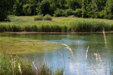 Teppes de Verbois, réserve naturelle, 