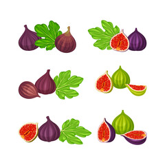 Common Fig or Ficus Plant with Syconium Fruit with Numerous Seeds Vector Set