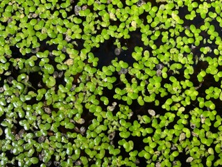 The water surface of a pond is covered with green duckweed