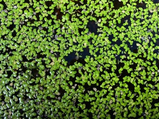 The water surface of a pond is covered with green duckweed