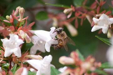 Abeille qui butine sur une fleur.
