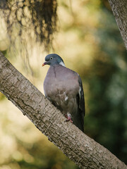 pigeon on a branch