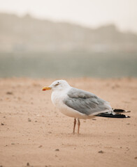 seagull on the beach