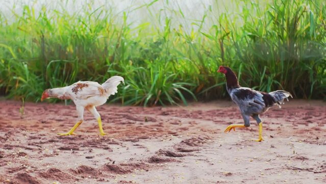 Galinhas ciscando