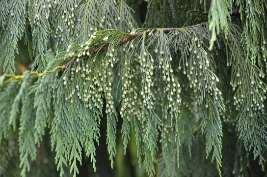 Branches of a  evergreen weeping conifer Leonora (Ellie) Enking tree with green fruits-cones in the park . .Growing trees ,landscaping  concept.
