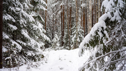 Fluffy young Christmas trees covered with snow among trunks of pines and birches in winter forest. Winter landscape. Concept of winter walks, activities and the celebration of new year and christmas