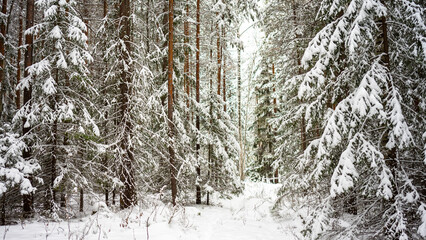 A path among fluffy large spruce trees covered with snow in a winter forest. The concept of winter walks, activities and the celebration of the new year and christmas