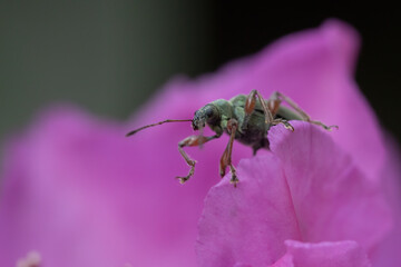 Green Bug