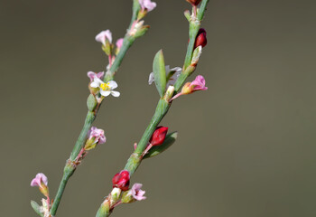 Flowers of Polygonum equisetiforme, an evergreen Perennial growing to 1 m.