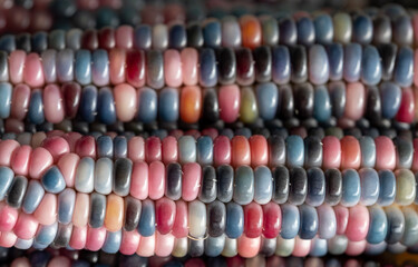 Zea Mays gem glass cobs of corn , also known as calico, flint or fiesta corn, with brightly coloured kernels. Grown in an urban garden in London UK.