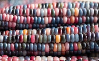Zea Mays gem glass cobs of corn , also known as calico, flint or fiesta corn, with brightly coloured kernels. Grown in an urban garden in London UK.