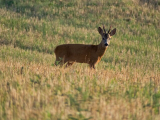 Roe deer standing in a meadow on a summer morning.