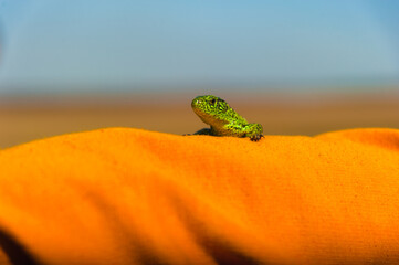 A small green lizard on a yellow background is watching intently. High quality photo