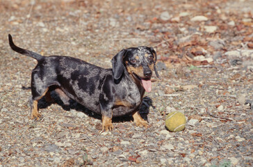 Dachshunds in gravel with toy