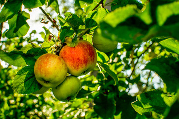 three ripe apples on a tree branch backlit by the sun at close range