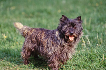 Cairn Terrier with tongue out standing in grass outside