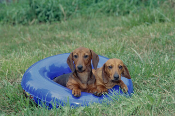 Dachshunds in grass field on toy