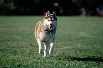 Siberian Husky running through field with tongue out