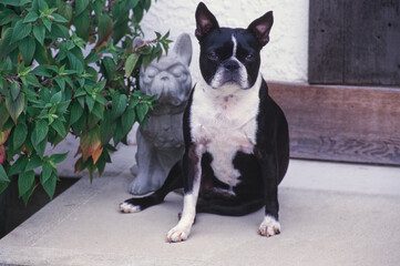 Boston Terrier sitting on front porch by dog statute