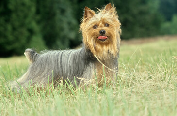 Silky Terrier standing in grassy field with tongue sticking out