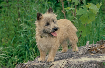 Cairn Terrier on stump