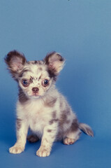 Chihuahua puppy on blue background