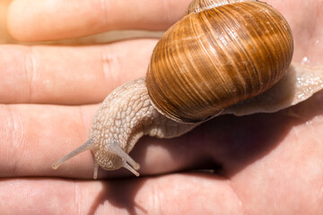 Snail crawls on the hand, close-up, snail horns