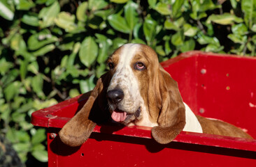 Basset Hound sitting in red wagon in front of bushes