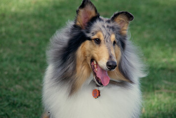 Collie in field
