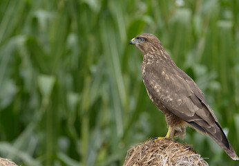 greifvogel, bussard, natur, bird
