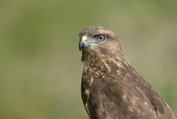 greifvogel, feather, bussard