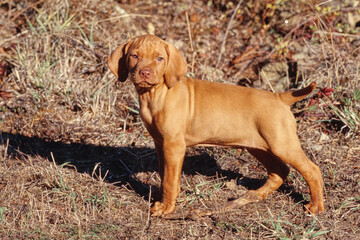 Vizsla Puppy standing outside in sun in field