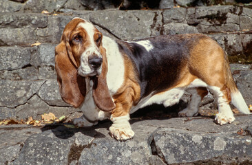 Basset Hound turned to side standing on stone steps outside with leaves on ground looking up