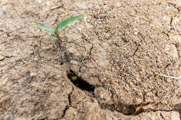 Dry cracked land with plant sprout. Water shortage, global warming, water scarcity, water crisis....