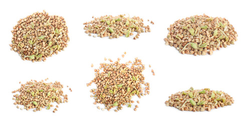 Set of sprouted green buckwheat on white background. Banner design