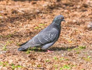 Adult, blue pigeon in the park on the grass close-up on a sunny day. A pigeon on the grass in the park on a spring day. Animals and birds in an urban environment. Nature.