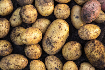 Yellow potato close-up top view. Fresh dirty organic potatoes harvest on soil ground
