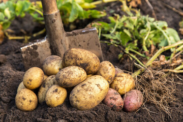 Organic potato harvest close up. Freshly harvested dirty potato with shovel on soil in farm garden - obrazy, fototapety, plakaty